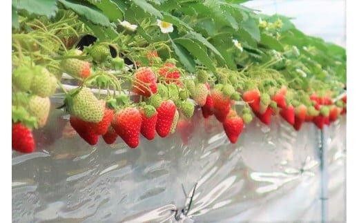 329.大玉甘熟いちご『紅ほっぺ』　※2026年1月中旬頃～2026年3月下旬頃に順次発送予定 313726_AZ004
