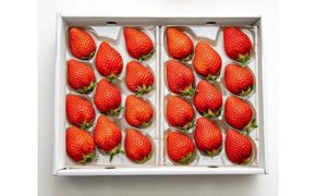 330.希少いちご『とっておき』　※2026年1月中旬頃～2026年3月下旬頃に順次発送予定 313726_AZ005