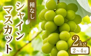269.【先行予約】シャインマスカット(種無し)　2kg前後　※2026年8月下旬～9月下旬頃に順次発送予定 313726_AN051