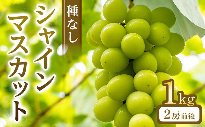 270.【先行予約】シャインマスカット(種無し)　1kg前後◇　※2026年8月下旬～9月下旬頃に順次発送予定 313726_AN052