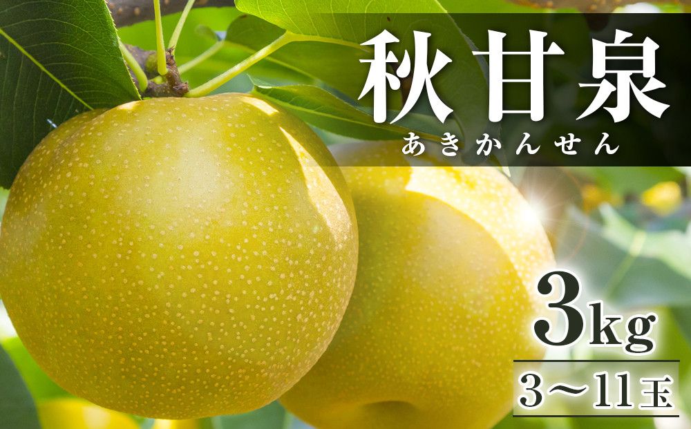 294.[先行予約]秋甘泉 3kg前後(3〜11玉前後)◇ ※2027年9月中旬〜9月下旬頃に順次発送予定 313726
