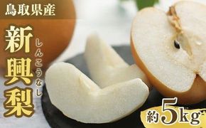 302.【先行予約】新興梨 5～18玉前後 5kg前後 ※10月～11月下旬頃に順次発送予定 313726_AN072