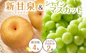 536.【先行予約】新甘泉4玉とシャインマスカット2房｜梨 なし 新甘泉 しんかんせん シャインマスカット 産地直送 ぶどう 鳥取県　※8月下旬～9月中旬頃に順次発送予定 313726_AN101