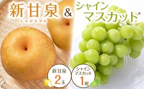 538.【先行予約】新甘泉2玉とシャインマスカット1房｜梨 なし 新甘泉 しんかんせん 産地直送 ぶどう シャインマスカット セット 鳥取県　※8月下旬～9月中旬頃に順次発送予定 313726_AN104