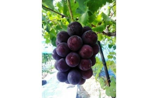 262.ブラックオリンピア（種なし）1.5kg前後 ◇※2026年8月中旬頃より順次発送予定 313726_AQ001