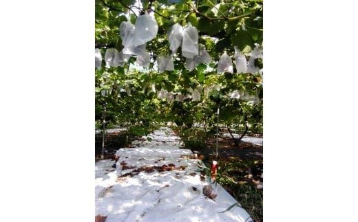 262.ブラックオリンピア（種なし）1.5kg前後 ◇※2026年8月中旬頃より順次発送予定 313726_AQ001