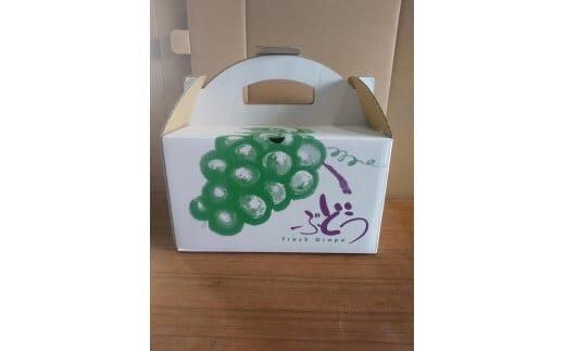 266.【品種はおまかせ】ブラックオリンピアと他品種のセット（種なし） 1kg以上※2026年8月下旬頃より順次発送予定 313726_AQ005