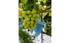 267.シャインマスカット（種なし）2kg前後（山本農園）　※2026年8月下旬～9月中旬頃に順次発送予定 313726_AQ006