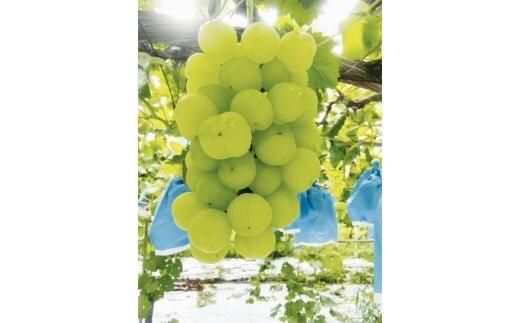 273.瀬戸ジャイアンツ（種なし）2kg前後（山本農園） ※2026年9月上旬～9月中旬頃に順次発送予定 313726_AQ007