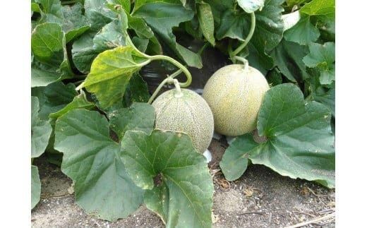 311.【先行予約】幻の「優香メロン」満足の2玉セット　※2026年6月下旬頃より順次発送予定 313726_AS002