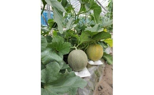 311.【先行予約】幻の「優香メロン」満足の2玉セット　※2026年6月下旬頃より順次発送予定 313726_AS002