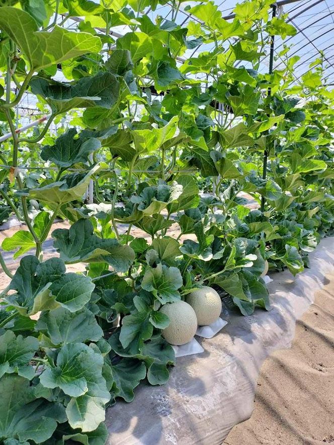 783.【先行予約】青肉メロンの新星「クレセントメロン」満足の２玉セット　※2026年７月中旬より順次発送予定 313726_AS009