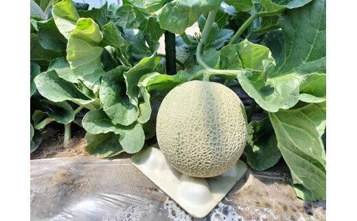 785.【先行予約】青肉メロンの新星「クレセントメロン」うれしい！3~4玉入　※2026年７月中旬より順次発送 313726_AS010