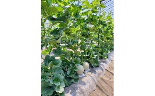 785.【先行予約】青肉メロンの新星「クレセントメロン」うれしい！3~4玉入　※2026年７月中旬より順次発送 313726_AS010