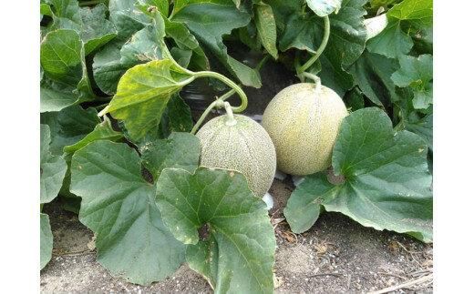 786.【先行予約】幻の「優香メロン」うれしい！3~4玉入 　※2026年６月下旬より順次発送予定 313726_AS011