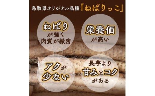 321.≪先行受注≫ ねばりっこ　3～4本 ｜ 新芋 ながいも 長芋 鳥取県産 鳥取県オリジナル品種 山芋　※2025年11月上旬～2026年4月中旬頃に順次発送予定 313726_AN080