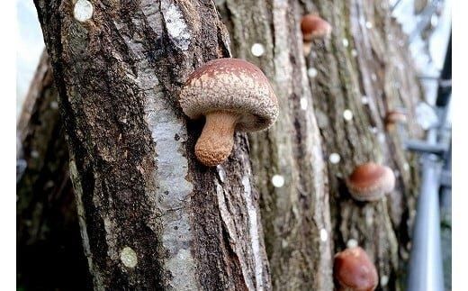 352.【冷蔵】原木しいたけ サンシェードプリンス　※北海道・沖縄・離島 以外への配送　※2025年12月中旬～2026年2月上旬頃に順次発送予定 313726_AU001VC01