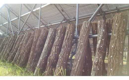 352.【冷蔵】原木しいたけ サンシェードプリンス　※北海道・沖縄・離島 以外への配送　※2025年12月中旬～2026年2月上旬頃に順次発送予定 313726_AU001VC01