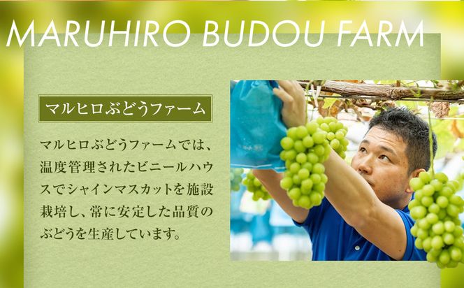 542.【先行予約】オアシス・プレミアム・シャイン 2kg（鳥取砂丘地栽培） ｜ シャインマスカット 葡萄 ぶどう 産地直送 フルーツ 果物 甘い 人気 ※2026年8月下旬頃～10月下旬頃に順次発送 313726_BF001