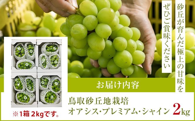 542.【先行予約】オアシス・プレミアム・シャイン 2kg（鳥取砂丘地栽培） ｜ シャインマスカット 葡萄 ぶどう 産地直送 フルーツ 果物 甘い 人気 ※2026年8月下旬頃～10月下旬頃に順次発送 313726_BF001
