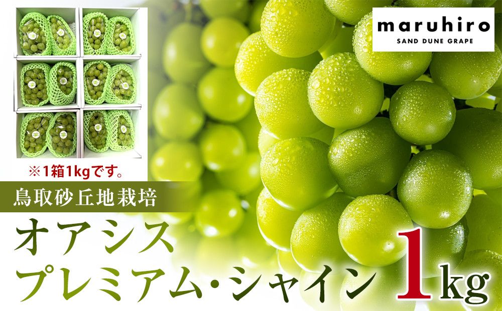 563.[先行予約]オアシス・プレミアム・シャイン 1kg(鳥取砂丘地栽培)| シャインマスカット 葡萄 ぶどう 産地直送 フルーツ 果物 甘い 人気 ※2025年8月下旬頃〜10月下旬頃に順次発送 313726