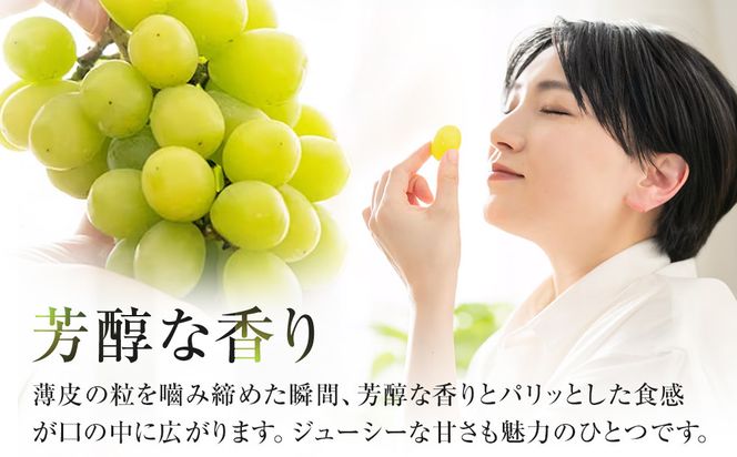 563.【先行予約】オアシス・プレミアム・シャイン 1kg（鳥取砂丘地栽培）｜ シャインマスカット 葡萄 ぶどう 産地直送 フルーツ 果物 甘い 人気 ※2026年8月下旬頃～10月下旬頃に順次発送 313726_BF002