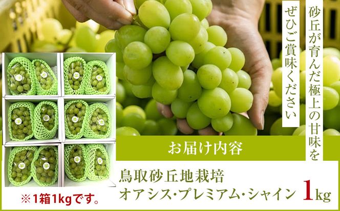 563.【先行予約】オアシス・プレミアム・シャイン 1kg（鳥取砂丘地栽培）｜ シャインマスカット 葡萄 ぶどう 産地直送 フルーツ 果物 甘い 人気 ※2026年8月下旬頃～10月下旬頃に順次発送 313726_BF002