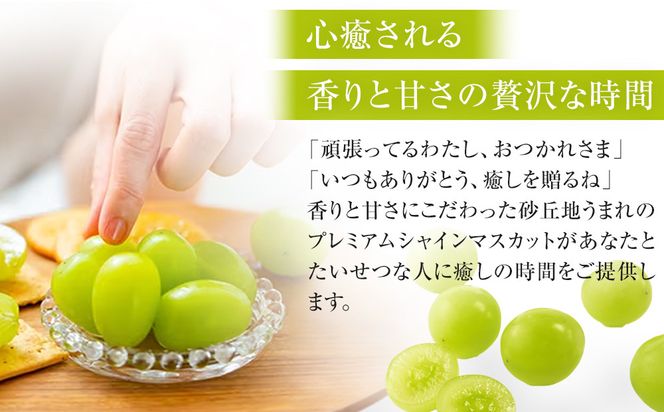 914.【先行予約】シャインマスカット 訳あり 家庭用 鳥取砂丘地産 2.8kg（350g×8パック） ※離島への配送不可 ※2026年8月下旬頃～10月下旬頃に順次発送 313726_BF010