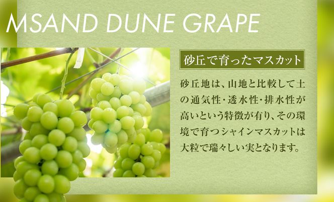 914.【先行予約】シャインマスカット 訳あり 家庭用 鳥取砂丘地産 2.8kg（350g×8パック） ※離島への配送不可 ※2026年8月下旬頃～10月下旬頃に順次発送 313726_BF010