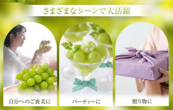 914.【先行予約】シャインマスカット 訳あり 家庭用 鳥取砂丘地産 2.8kg（350g×8パック） ※離島への配送不可 ※2026年8月下旬頃～10月下旬頃に順次発送 313726_BF010