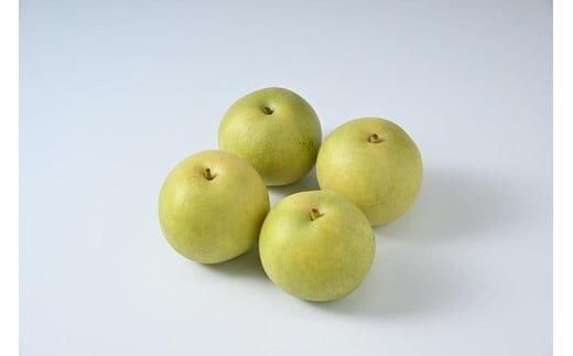 610.【先行予約】【家庭用】二十世紀梨 5kg前後 (10個～16個前後) 鳥取県産 梨 なし※着日指定不可※2026年8月下旬～9月中旬頃に順次発送予定 313726_BJ001