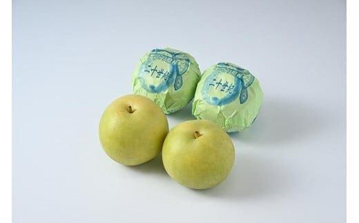 609.【先行予約】【贈答用】 二十世紀梨 5kg前後 (10個～14個前後) 鳥取県産 梨 なし※着日指定不可※2026年8月下旬～9月中旬頃に順次発送予定 313726_BJ002