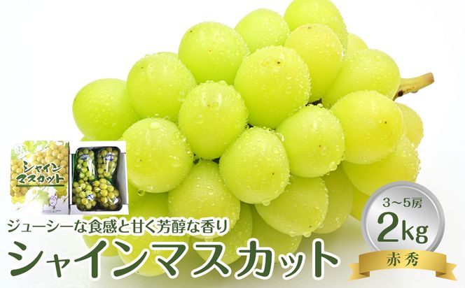 736.【先行予約】【ＪＡ】　シャインマスカット　赤秀2kg箱（3～5房入）　※着日指定不可　※離島への配送不可　※2026年9月初旬頃～9月中旬頃に順次発送予定 313726_BN007