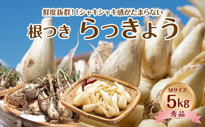 747.【先行予約】【ＪＡ】根付らっきょう　秀Ｍ・5kg箱　※着日指定不可　※離島への配送不可　※2026年5月中旬頃～6月中旬頃に順次発送予定 313726_BN012