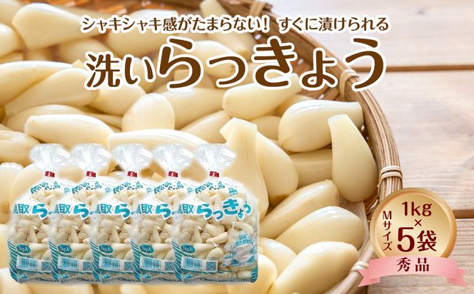 746.【先行予約】【ＪＡ】洗いらっきょう　秀Ｍ・1kg×5袋　※着日指定不可　※離島への配送不可　※2026年5月中旬頃～6月中旬頃に順次発送予定 313726_BN013
