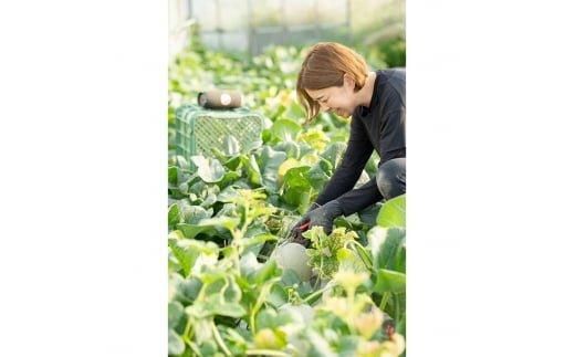 【先行予約】808.【赤肉系メロン】プリモレッド×２玉（1玉2kg前後×2玉）※離島への配送不可 313726_BQ008