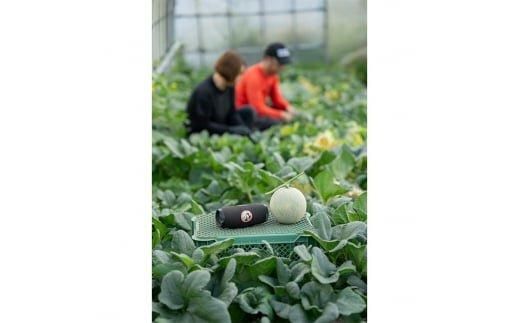 【先行予約】808.【赤肉系メロン】プリモレッド×２玉（1玉2kg前後×2玉）※離島への配送不可 313726_BQ008