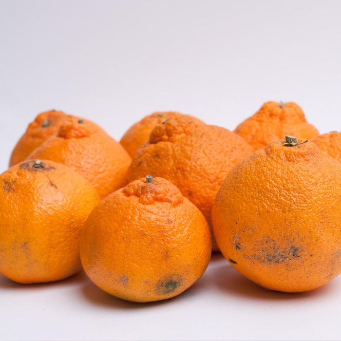 ［先行予約］家庭用 不知火1kg+250g（傷み補償分）［デコポンと同品種・人気の春みかん］［わけあり・訳あり］［IKE121］ 303446_BB012