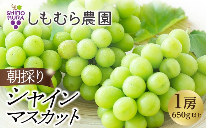 ★2026年7月下旬より順次発送★朝採りシャインマスカット1房（650g以上） 232238_C020-PR