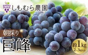 ★2026年7月下旬より順次発送★朝採り巨峰（2～3房入り） 232238_C021-PR