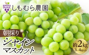 ＜先行予約＞★2027年7月下旬より順次発送★朝採りシャインマスカット（3～4房入り） しもむら農園 232238_C019-PR