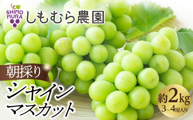 ★2026年7月下旬より順次発送★朝採りシャインマスカット（3～4房入り） 232238_C019-PR