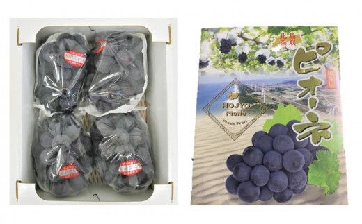 737.【先行予約】【ＪＡ】　ピオーネ（種なし）赤秀2kg箱（3～5房入）　※着日指定不可　※離島への配送不可　※2026年8月初旬頃～8月下旬頃に順次発送予定 313726_BN006