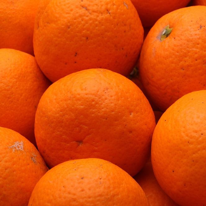 ［先行予約］家庭用 清見オレンジ2.5kg+250g（傷み補償分）［光センサー食頃出荷］［樹上完熟きよみオレンジ・清見タンゴール・清美］［わけあり・訳あり］［IKE144］ 303446_BB90022