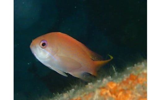 気軽に水中散歩！スノーケリング＆体験ダイビング【1回】【シュノーケリング レンタル ダイビングスクール 送迎付き スノーケリング＆体験ダイビング招待券　1名様分 小田原の海 魚 体験ダイビング 神奈川県 小田原市 】 142069_AQ003