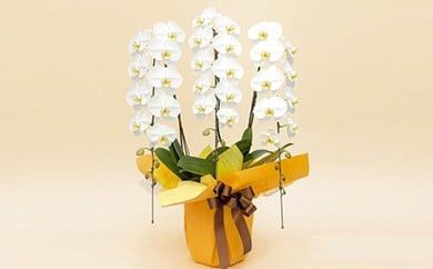 y_ސ쌧cszsԂ̉񐔌V[Ytgbvt[XgǏӒR{̉񐔌×T 142069_BN021