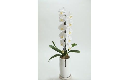 季節ごとに届く、えらべるお花　Mサイズ（4回お届け）【季節ごとに届く、えらべるお花 Mサイズ フラワーライフ 世界らん展 フラワードリームジャパンカップ フラワーアレンジメント 6種類のフラワースタイル 神奈川県 小田原市 】 142069_BN033