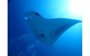 ＰＡＤＩアドバンスコース 142069_BS004