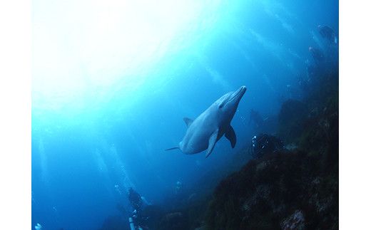 小田原ダイビングスクール 共通クーポン券 30,000円分 142069_BS008