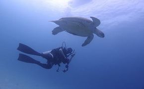 ガイド・レンタル代込み！ファンダイビング【2ビーチ】回数券5日分 142069_BS012